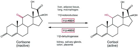 Physiological Role Of The Two Isoenzymes B Hsd Type And