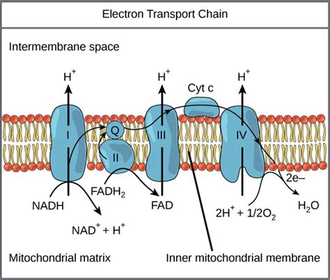 Biology The Cell Cellular Respiration Oxidative Phosphorylation