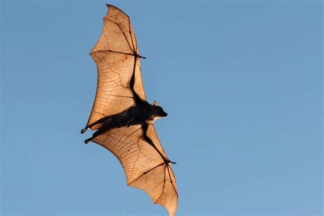 Giant Flying Fox Bat Baby