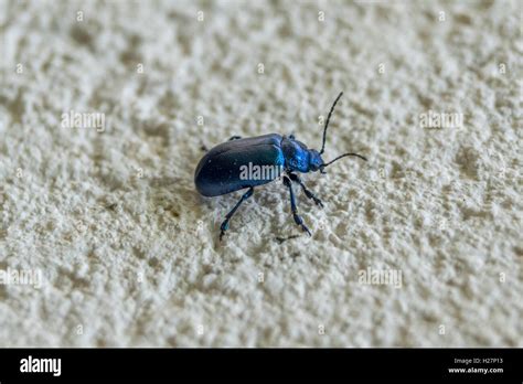 Blue Metallic Beetle Hi Res Stock Photography And Images Alamy