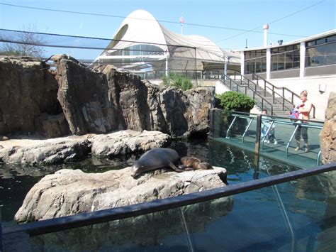 New York Aquarium 2010 Side View Of Front Of Seal And Sea Lion