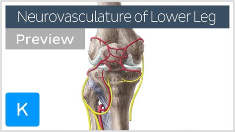 Neurovascular Anatomy Leg