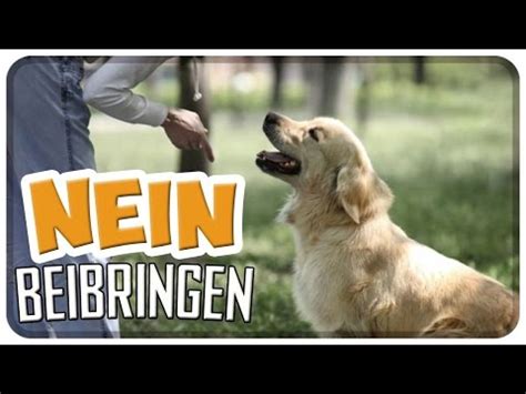 Hundeerziehung Hund Nein Beibringen So Lernt Der Hund Das