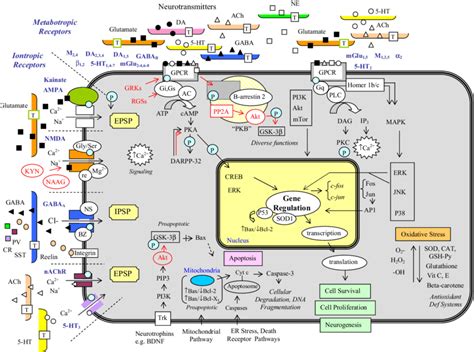 A Summary Of The Intracellular Signaling Cascades That Occur Within