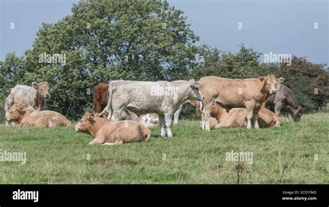 Field 169 Format Group Of Grazing Young Bullocks Standing Together