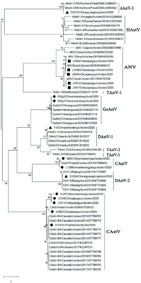 Phylogenetic Trees Based On The Rdrp Gene Sequences Of Astrovirus The