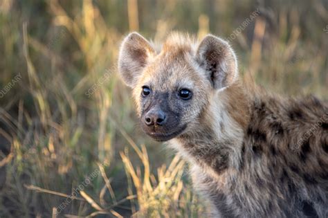 Hyena pup - Stock Image - F037/7704 - Science Photo Library