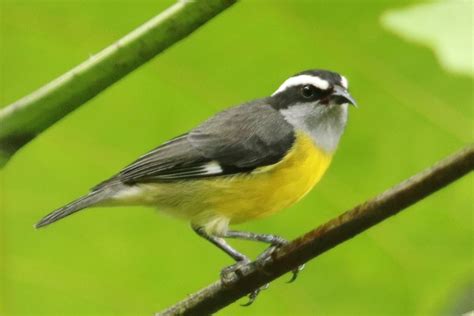 Reinita mielera Guía de la avifauna del Centro de Formación Minero