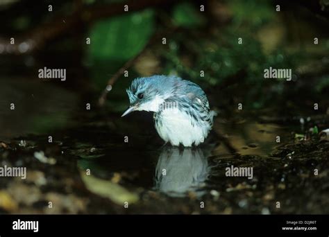 Cerulean Warbler Dendroica Cerulea Adult Male In Breeding Plumage