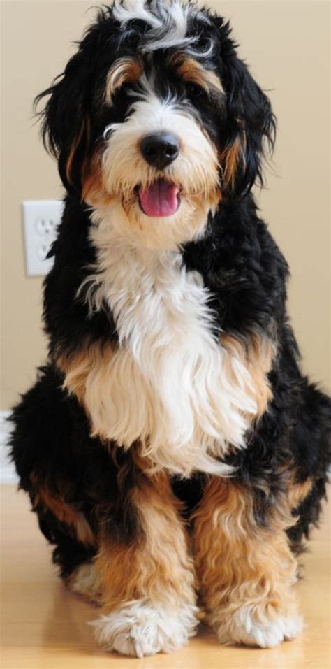 Bernese Mountain Dog And Standard Poodle Mix