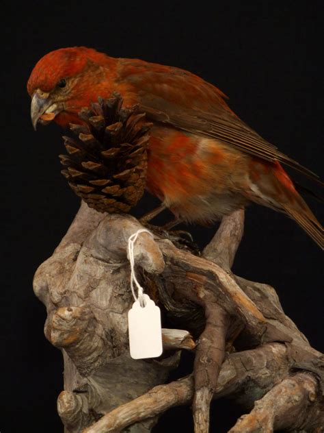 Crossbill 8628 Uk Bird Small Mammal Taxidermist Mike Gadd