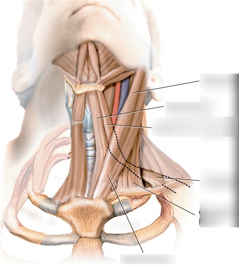 F4 20 Infrahyoid Muscles Diagram Quizlet