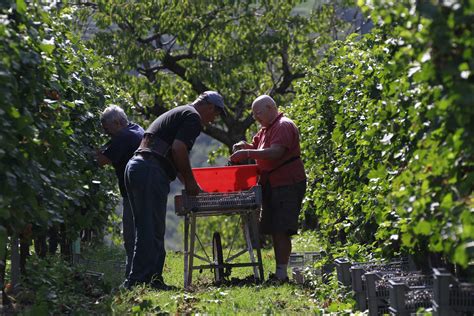 CANTINE DI VERONA VENDEMMIA 2023 QUANTITÀ E QUALITÀ PRESERVATE GRAZIE