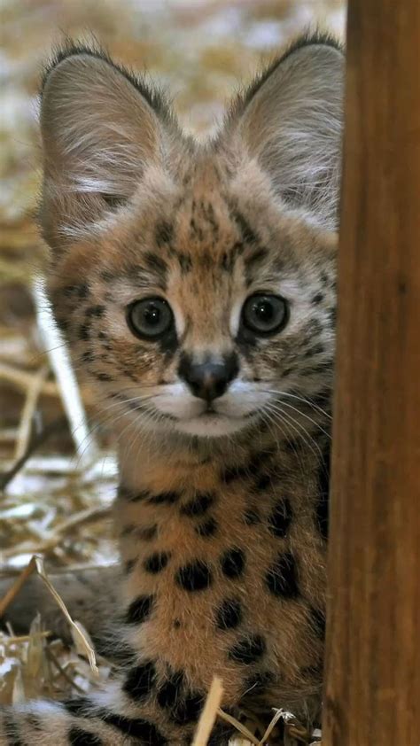 Serval Cat | Cat | Kitten | Pet | Wild Animal | Wild Breed | Animals wild, Cat breeds, Exotic cats