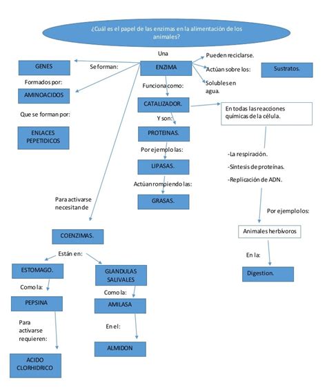 Enzimas Mapa Conceptual Gu A Paso A Paso