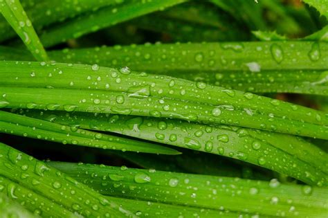 Rain Droplets Sheets - Free photo on Pixabay - Pixabay