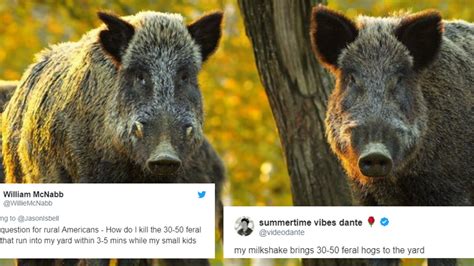 Feral hogs: Bizarre tweet goes viral after US mass shootings | indy100 | indy100