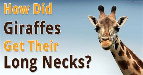 How Did Giraffes Get Their Long Necks