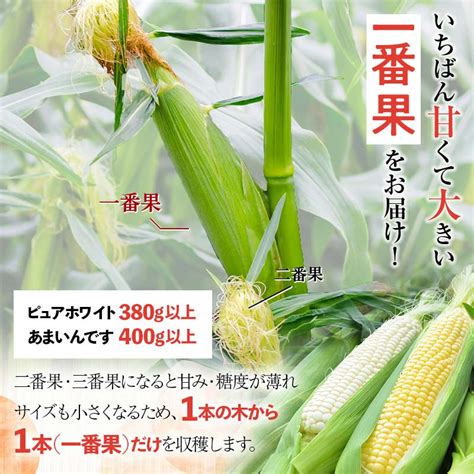 【楽天市場】【ふるさと納税】《先行予約》北海道産 とうもろこし あまいんです6本 《2024年発送》 朝採り 一番果 産地直送 数量限定 期間