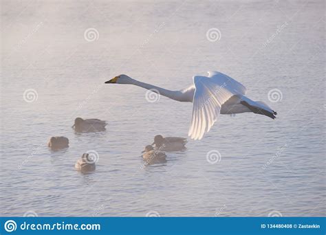 Los Cisnes Vuelan En Niebla En El Lago Svetloe Del Altai Foto De