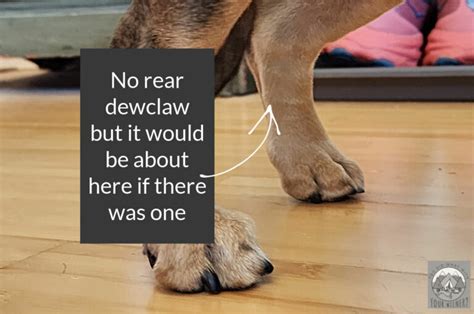 Dachshund Dew Claws What You Need To Know