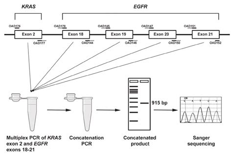 Schematic Representation Of Cre C Oncatenation Of Kras And Egfr Exons