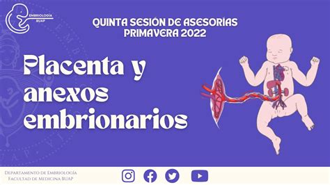 Placenta Y Anexos Embrionarios I Laboratorio De Embriolog A Buap Youtube