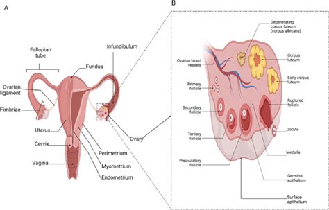 (A) Anatomy of the female reproductive system (B) Anatomy of the human ...