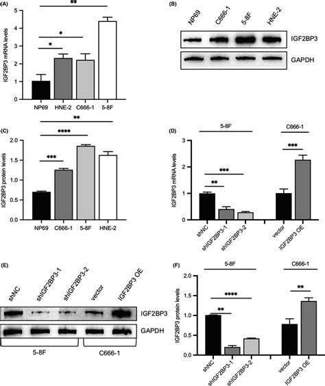 The Detection Of Igf2bp3 Expression Levels In Nasopharyngeal Epithelial Download Scientific