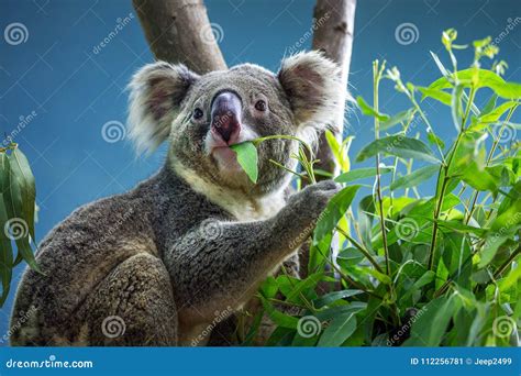 Koala is Eating Eucalyptus Leaves. Stock Image - Image of lemur ...