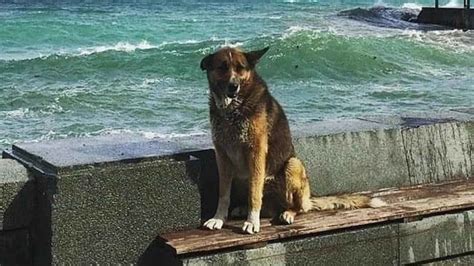 El Triste Adi S De Mukhtar El Hachiko De Crimea Que Esper A Os