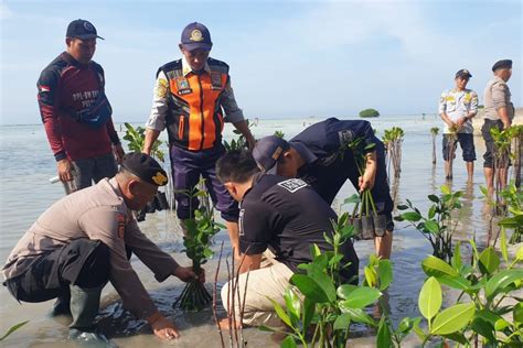 Polisi Tanam Bibit Pohon Mangrove Di Pulau Pari Antara News