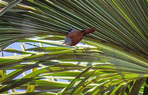 Foto Limpa Folha Do Buriti Berlepschia Rikeri Por Fernando Igor De