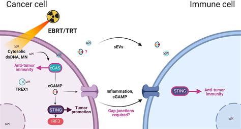 Frontiers Radiation Induced Immunity And Toxicities The Versatility