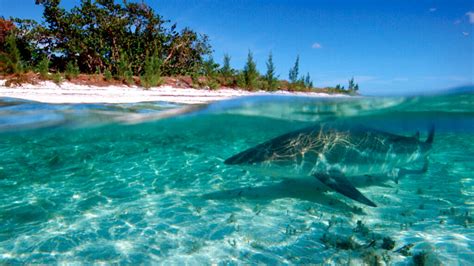 Lamentable Mujer Muere tras Ataque de Tiburón en Las Bahamas N