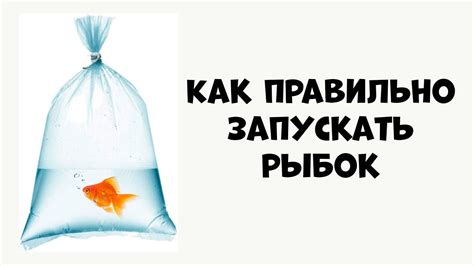 КАК ПРАВИЛЬНО ЗАПУСКАТЬ РЫБОК В АКВАРИУМ - аквариумистика - YouTube