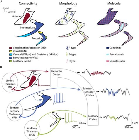 Frontiers Regulation Of Local Sleep By The Thalamic Reticular Nucleus