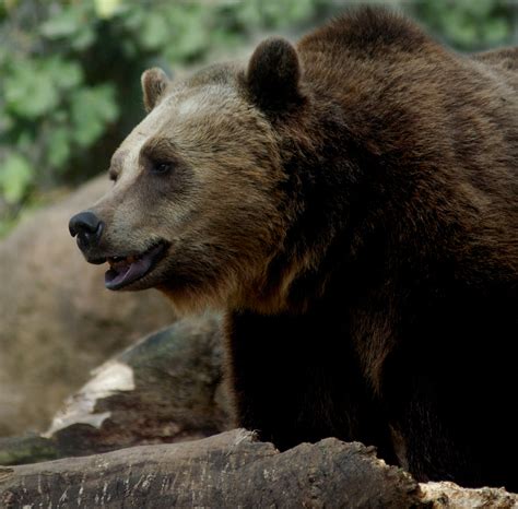 Καφέ Αρκούδα Ursus Arctos Marsicanus Life Arc