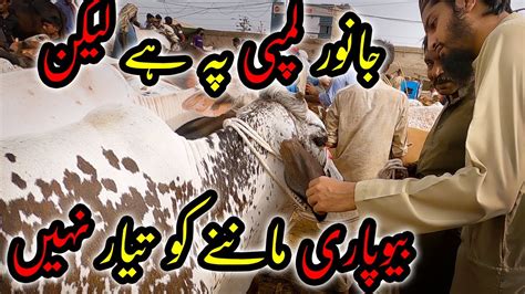 Mission Aik Or Soda Ki Talash Malir Cow Mandi Price Update Bakra