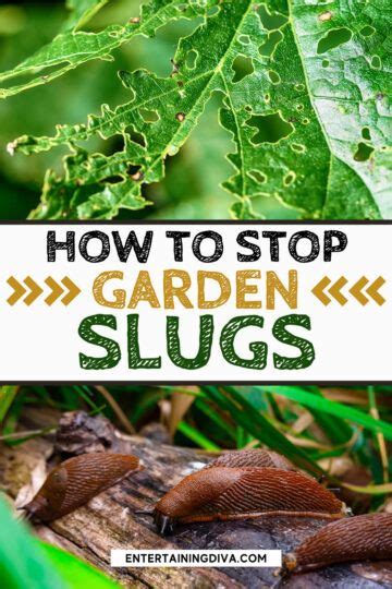 Find Out How To Get Rid Of Slugs In The Garden With These 15 Natural