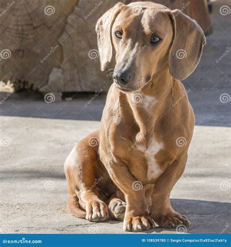 An Adorable Dachshund Sitting Looking To His Right Stock Photo Image