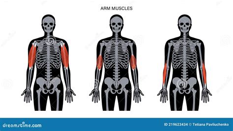 Biceps And Brachioradialis Anatomy 3d Medical Illustration On White