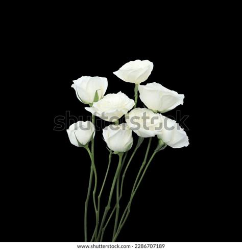 108 224 Single White Beautiful Flower Black Background Images Stock