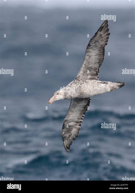 Southern Giant Petrel Macronectes Giganteus In Flight Hi Res Stock