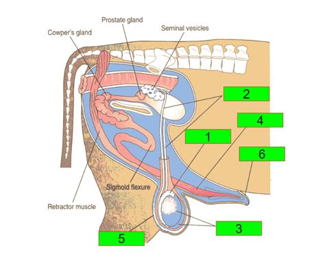 Male Repro Diagram Quizlet