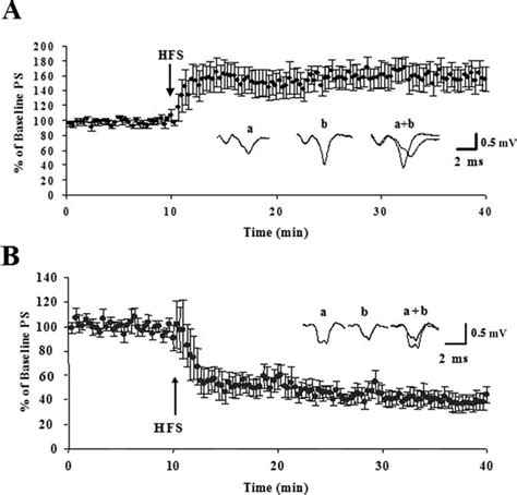 Synaptic Plasticity In The Rat Dl Striatum Is Age Dependent After Download Scientific Diagram