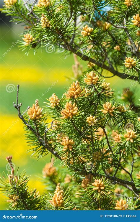 sprig  pine   spring young green pine branch stock image