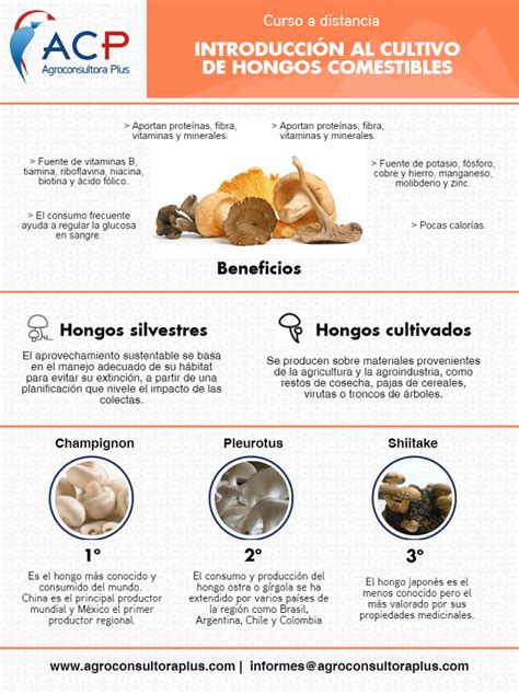 Caracteristicas Clasificacion Y Beneficios De Los Hongos Estos Beneficios Images