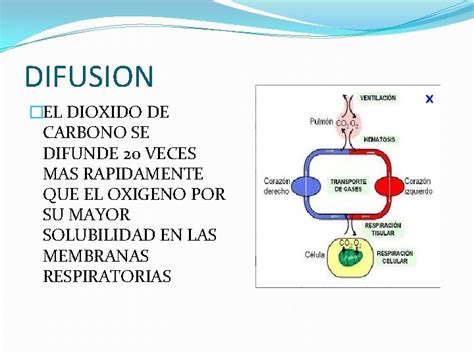 Fisiologia Respiratoria Etapas Mecanicas De La Respiracion Ventilacion