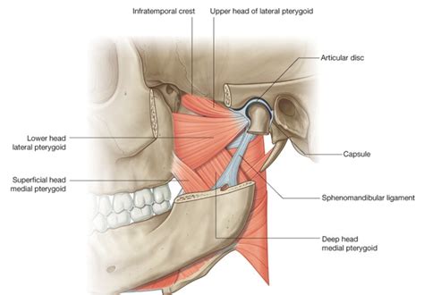 My Jaw Hurts Can Osteopathy Help Better Health Osteopathy